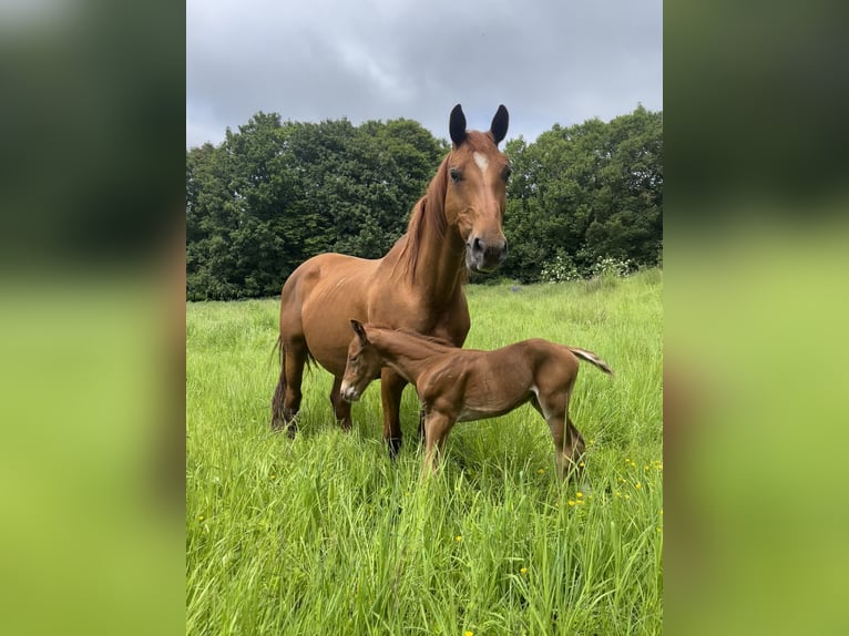 Hanoverian Mare 15 years 16 hh Chestnut-Red in Westernohe