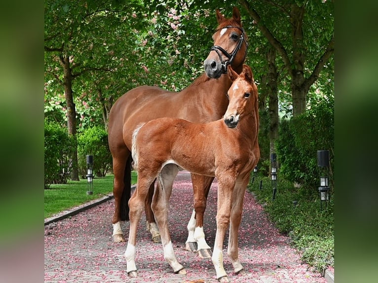 Hanoverian Mare 15 years 16 hh Chestnut-Red in Westernohe