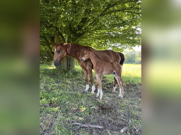Hanoverian Mare 15 years 16 hh Chestnut-Red in Westernohe