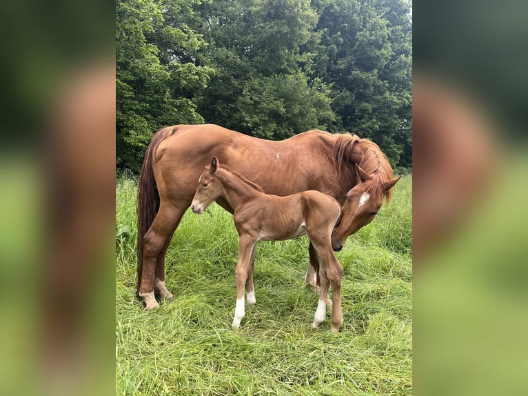 Hanoverian Mare 15 years 16 hh Chestnut-Red in Westernohe