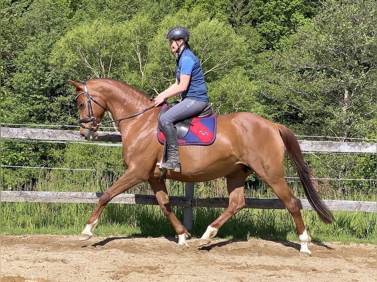 Hanoverian Mare 15 years 16 hh Chestnut-Red in Neustadt in Sachsen