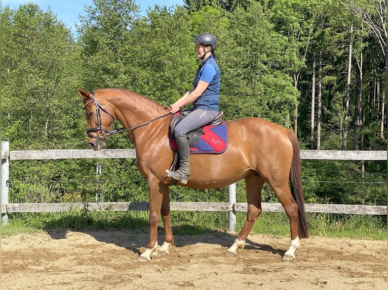 Hanoverian Mare 15 years 16 hh Chestnut-Red in Neustadt in Sachsen