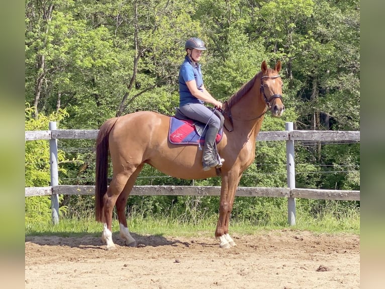 Hanoverian Mare 15 years 16 hh Chestnut-Red in Neustadt in Sachsen