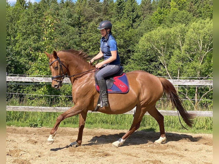 Hanoverian Mare 15 years 16 hh Chestnut-Red in Neustadt in Sachsen