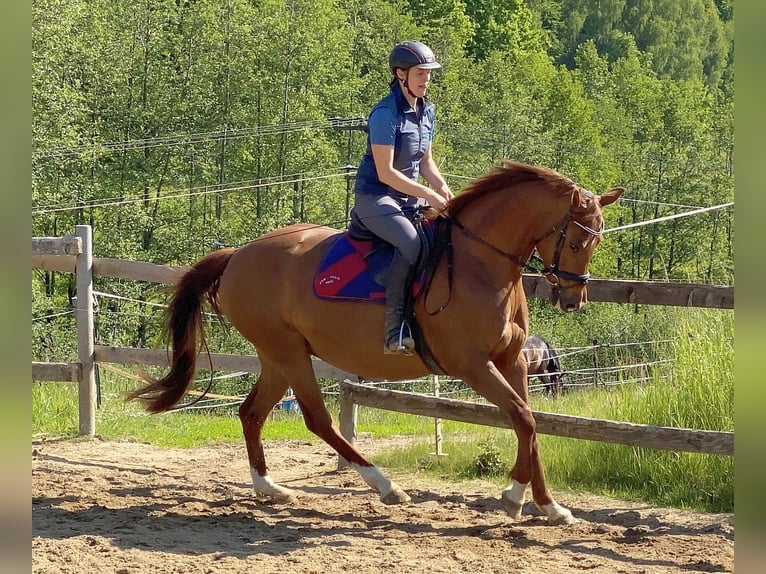 Hanoverian Mare 15 years 16 hh Chestnut-Red in Neustadt in Sachsen