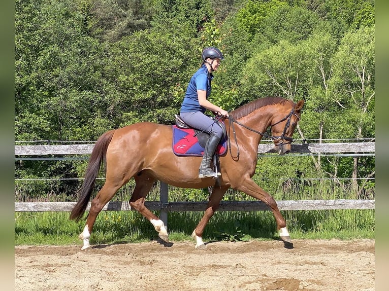 Hanoverian Mare 15 years 16 hh Chestnut-Red in Neustadt in Sachsen