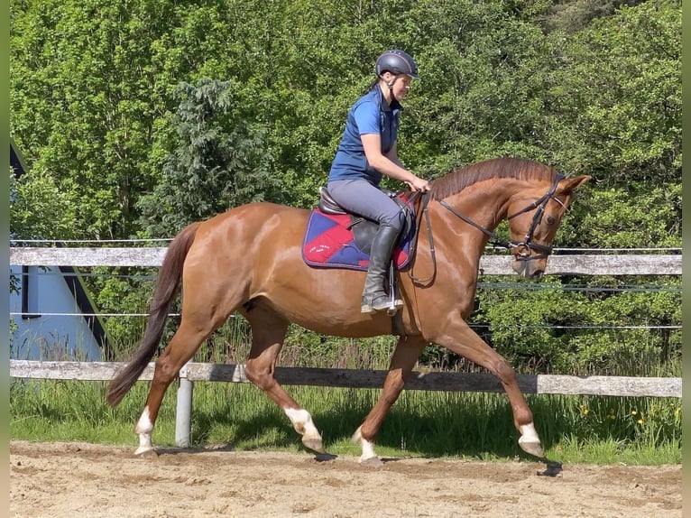 Hanoverian Mare 15 years 16 hh Chestnut-Red in Neustadt in Sachsen
