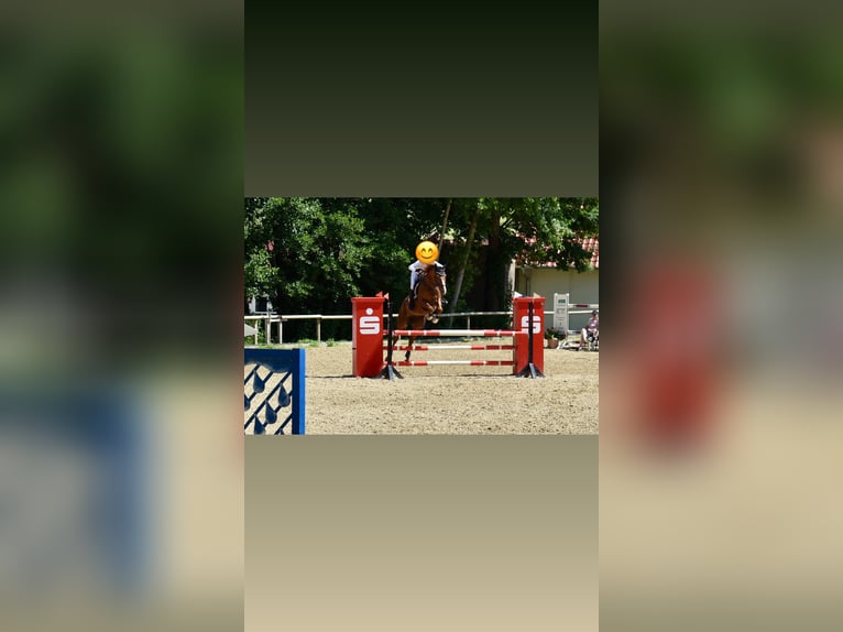 Hanoverian Mare 15 years 16 hh Chestnut-Red in Wolfsburg