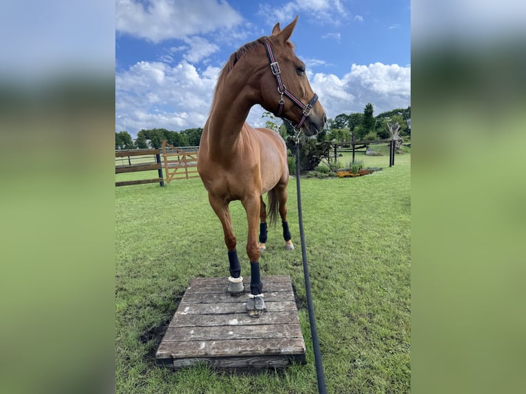 Hanoverian Mare 15 years 16 hh Chestnut-Red in Wolfsburg