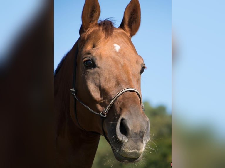 Hanoverian Mare 15 years 16 hh Chestnut-Red in Trostberg