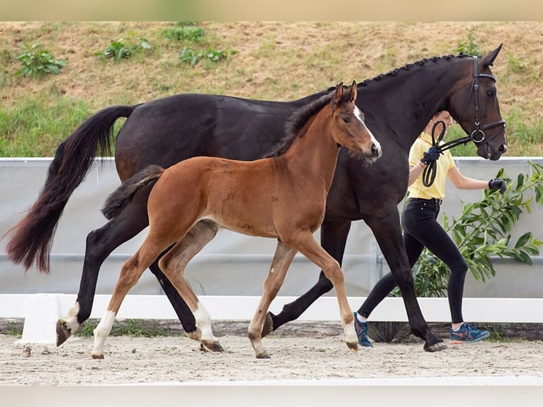 Hanoverian Mare 15 years 16,1 hh Bay-Dark in Sögel