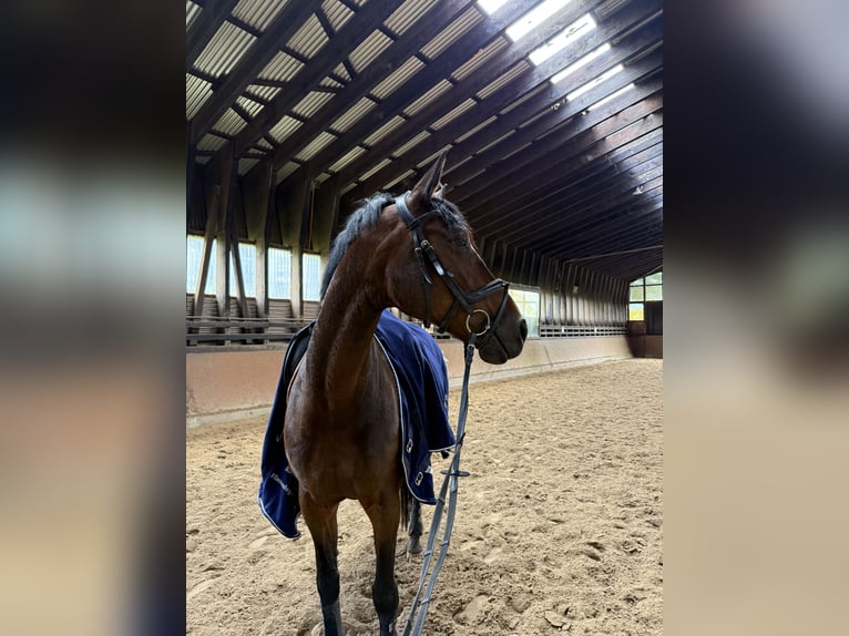 Hanoverian Mare 15 years 16,1 hh Bay-Dark in Langenhagen