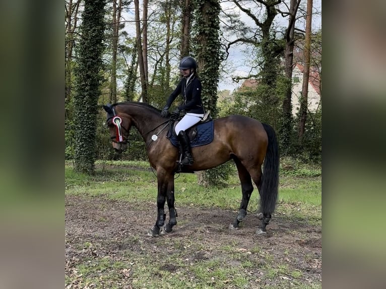Hanoverian Mare 15 years 16,1 hh Bay-Dark in Langenhagen