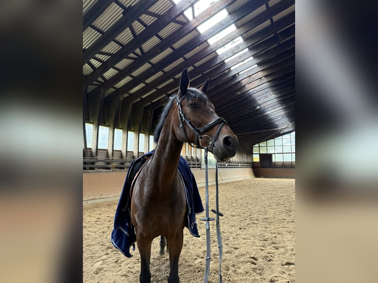 Hanoverian Mare 15 years 16,1 hh Bay-Dark in Langenhagen