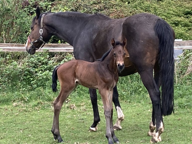 Hanoverian Mare 15 years 16,1 hh Bay-Dark in Melle