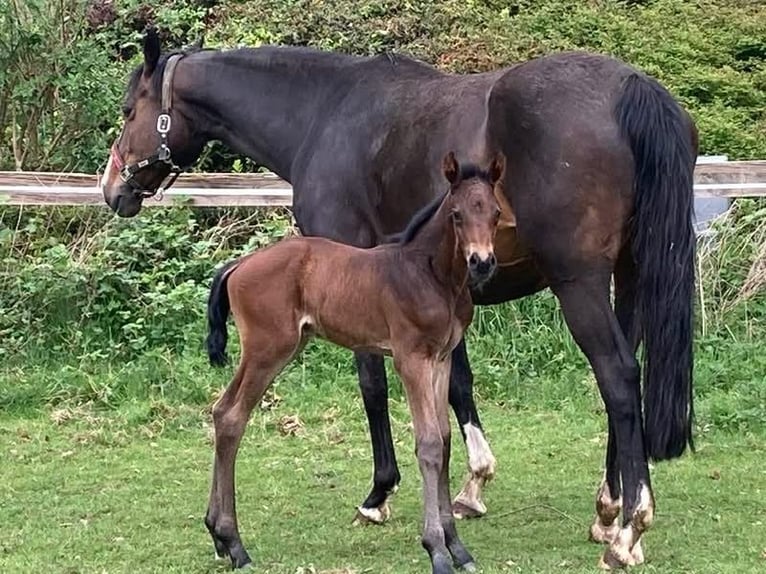 Hanoverian Mare 15 years 16,1 hh Bay-Dark in Melle