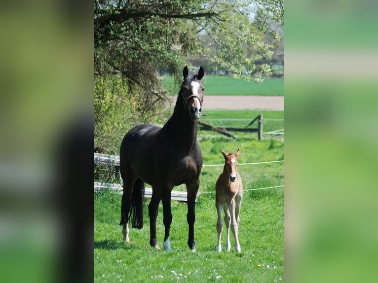 Hanoverian Mare 15 years 16,1 hh Bay-Dark in Melle