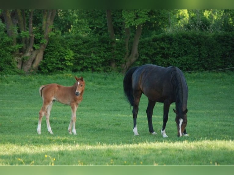 Hanoverian Mare 15 years 16,1 hh Bay-Dark in Melle