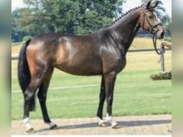 Hanoverian Mare 15 years 16,1 hh Bay-Dark in Melle