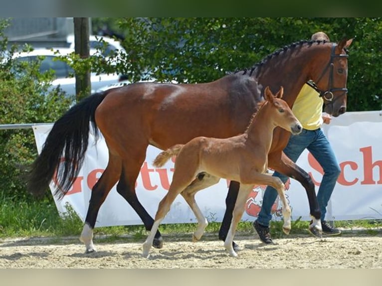 Hanoverian Mare 15 years 16,1 hh in Westerkappeln