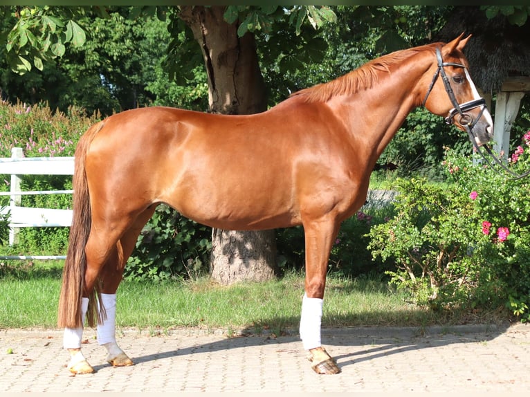 Hanoverian Mare 15 years 16,1 hh Chestnut-Red in Selsingen