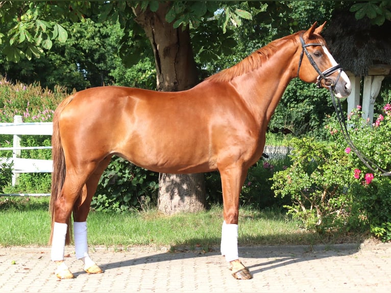 Hanoverian Mare 15 years 16,1 hh Chestnut-Red in Selsingen