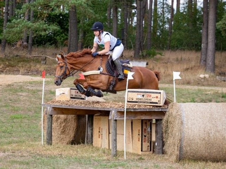 Hanoverian Mare 15 years 16,1 hh Chestnut-Red in Buchholz in der Nordheide