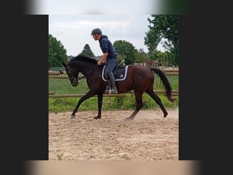 Hanoverian Mare 15 years 16,1 hh Smoky-Black in GROTE-BROGEL
