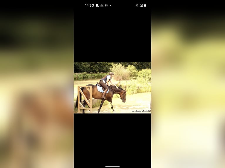 Hanoverian Mare 15 years 16,1 hh Smoky-Black in Horstmar