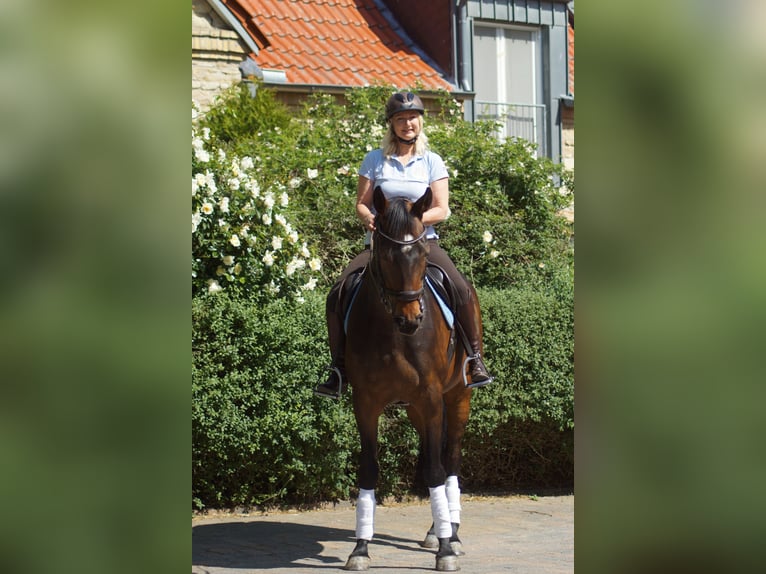 Hanoverian Mare 15 years 16,1 hh Smoky-Black in Horstmar