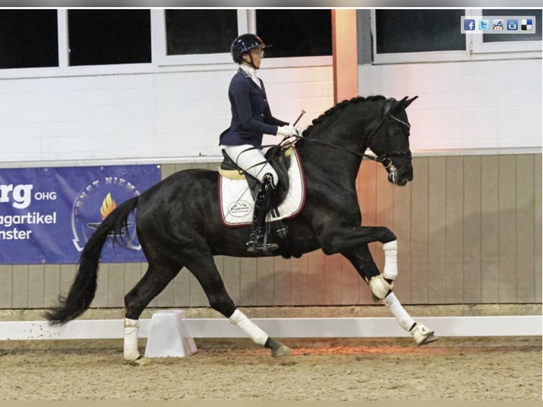 Hanoverian Mare 15 years 16,1 hh Smoky-Black in Horstmar
