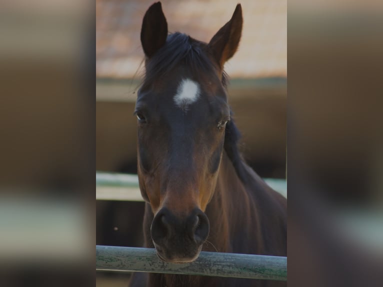 Hanoverian Mare 15 years 16,1 hh Smoky-Black in Horstmar