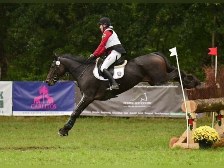 Hanoverian Mare 15 years 16,2 hh Bay-Dark in Egestorf