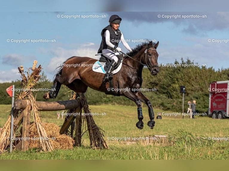 Hanoverian Mare 15 years 16,2 hh Bay-Dark in Egestorf