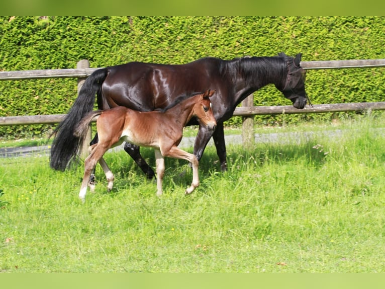 Hanoverian Mare 15 years 16,2 hh Black in Lotte