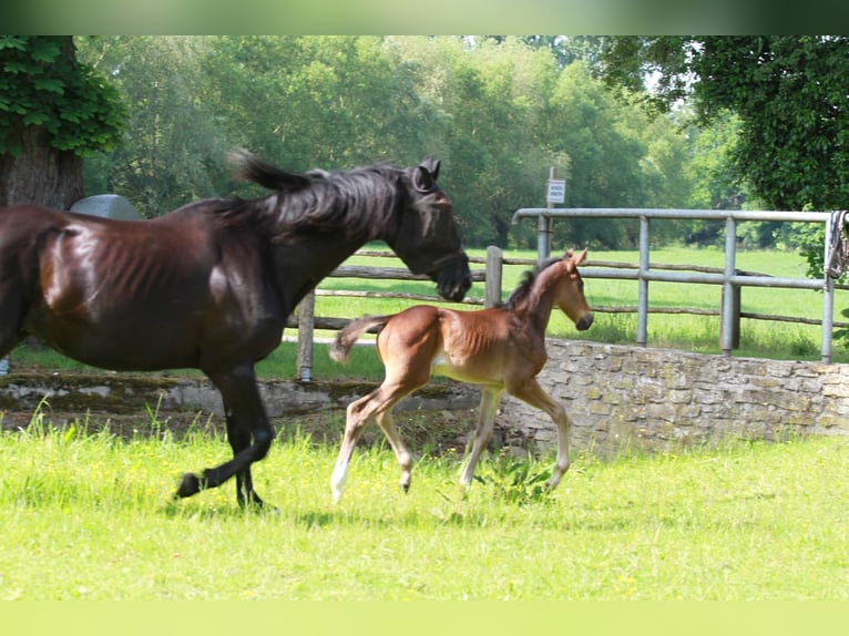 Hanoverian Mare 15 years 16,2 hh Black in Lotte
