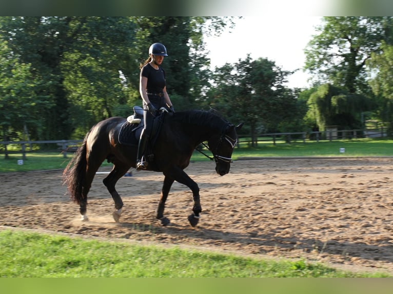Hanoverian Mare 15 years 16,2 hh Black in Lotte