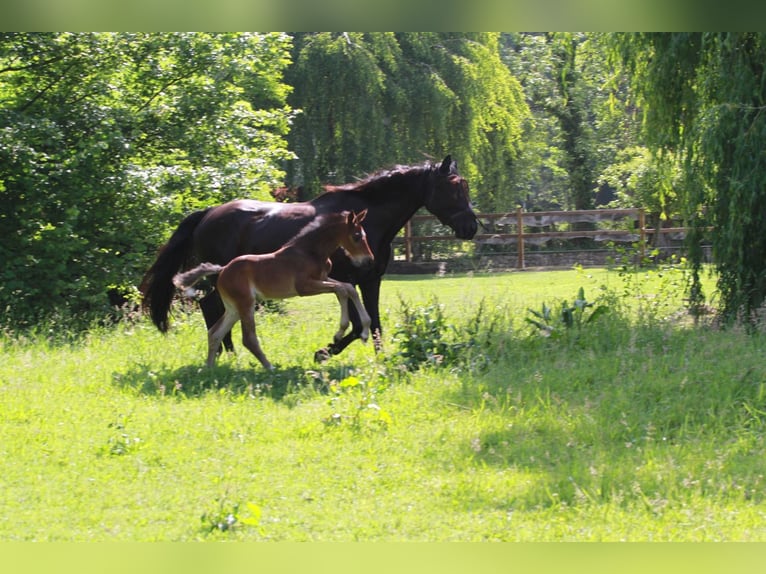 Hanoverian Mare 15 years 16,2 hh Black in Lotte