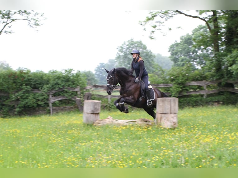 Hanoverian Mare 15 years 16,2 hh Black in Lotte