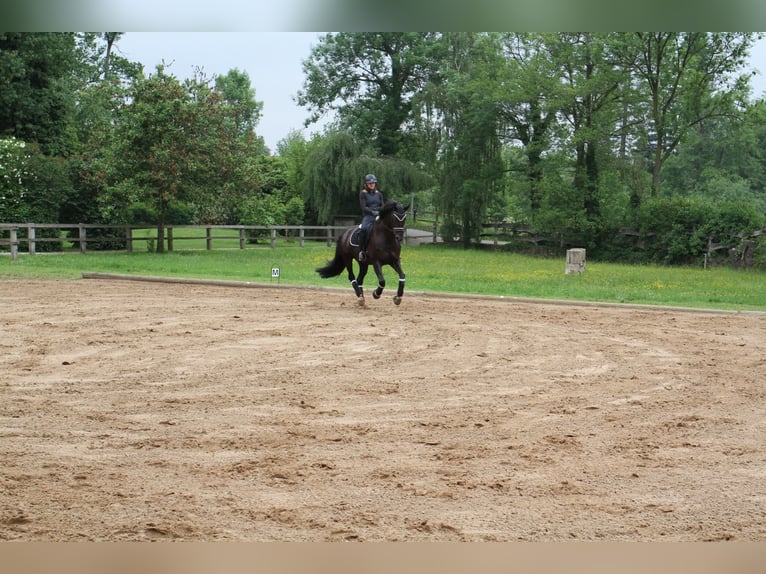Hanoverian Mare 15 years 16,2 hh Black in Lotte