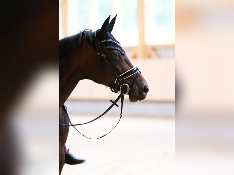 Hanoverian Mare 15 years 16,2 hh Brown in T&#xFC;bingen