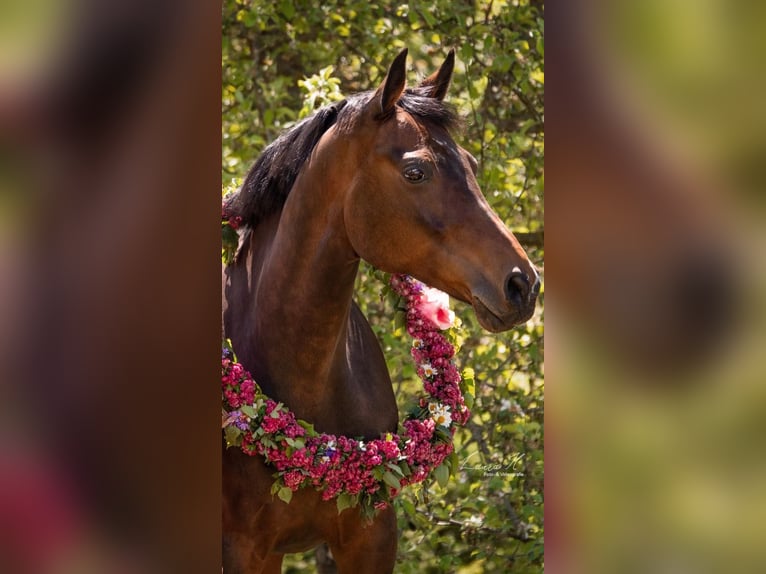 Hanoverian Mare 15 years 16,2 hh Brown in T&#xFC;bingen