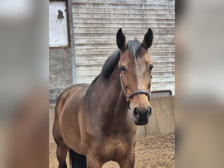 Hanoverian Mare 15 years 16,2 hh Brown in Enschede