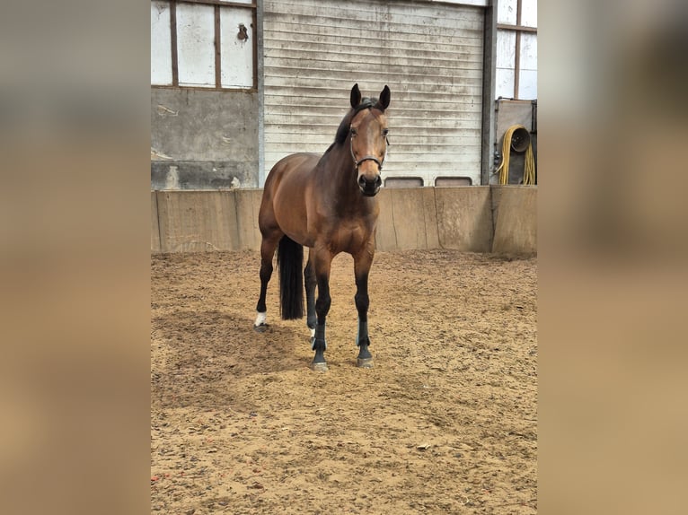 Hanoverian Mare 15 years 16,2 hh Brown in Enschede
