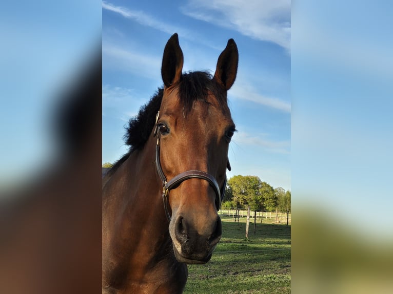 Hanoverian Mare 15 years 16,2 hh Brown in Enschede