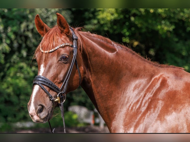 Hanoverian Mare 15 years 16,2 hh Chestnut in Teltow