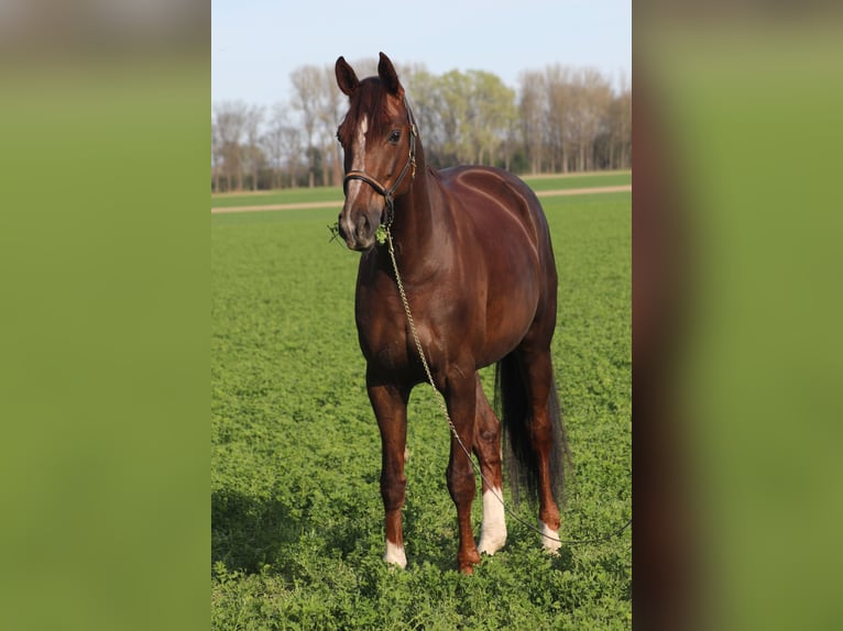 Hanoverian Mare 15 years 16,2 hh Chestnut in Lunz am See