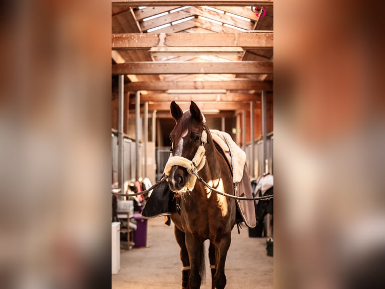 Hanoverian Mare 15 years 16,2 hh Chestnut in Lunz am See