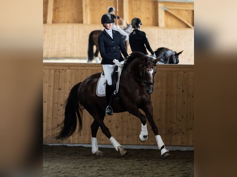 Hanoverian Mare 15 years 16,2 hh Chestnut in Lunz am See