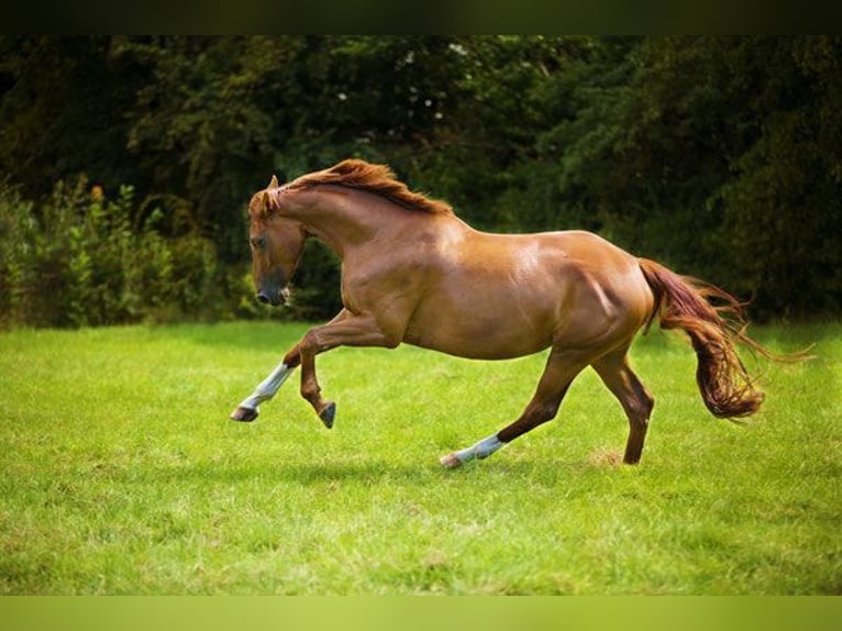 Hanoverian Mare 15 years 16,2 hh Chestnut-Red in Hetzerath